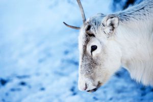 En ren och snö